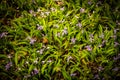 A Group of Crested Dwarf Iris Blooming Along Trail Royalty Free Stock Photo