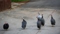 Group Crested Guineafowl