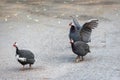 Group Crested Guineafowl