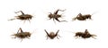 Group of cricket on white background., Insects. Animals Royalty Free Stock Photo