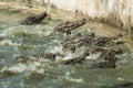 Group of crocodile eats a chicken In the pond