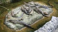 Group Of Crocodile Wild Animal Farm Royalty Free Stock Photo