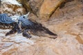 A group of crocodiles alligators on the rocks near the reservoir. Animals in the wild