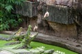 Group of crocodiles is eating fresh chicken in Samut Prakan Croc