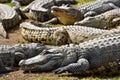 Group of crocodiles. Royalty Free Stock Photo