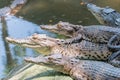 Group of crocodiles hunting on the rock in the pond at the mini zoo crocodile farm