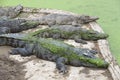 Group of crocodiles lying Royalty Free Stock Photo