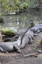 Florida Alligators near pond