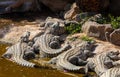 A group of crocodiles rest and sunbathe