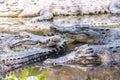 Group of crocodiles resting in the pond at the crocodile farm