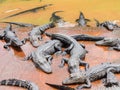 Group of crocodiles Royalty Free Stock Photo