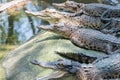 Group of crocodiles sitting on the rock in the pond at the mini zoo crocodile farm