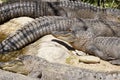 Group of crocodiles at the zoo