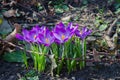A group of Crocus flowers Royalty Free Stock Photo