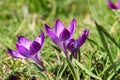 A group of Crocuses in the city park Royalty Free Stock Photo