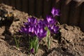 Group of crocuses in spring in the city park Royalty Free Stock Photo