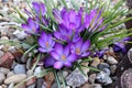 Group of crocuses in spring in the city park Royalty Free Stock Photo