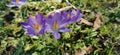 Group of crocuses in spring in the city park Royalty Free Stock Photo
