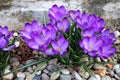 Group of crocuses in spring in the city park Royalty Free Stock Photo