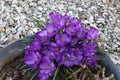 Group of crocuses in spring in the city park Royalty Free Stock Photo