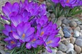 Group of crocuses in spring in the city park Royalty Free Stock Photo