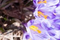 A group of crocuses; Crocus scepusiensis; in spring on the slope of the Turbacz mountain in the Carpathians in southern