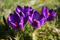 Group of crocusses in spring Royalty Free Stock Photo