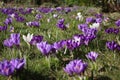 Group of crocusses in spring Royalty Free Stock Photo