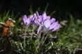 Group of crocusses in spring Royalty Free Stock Photo