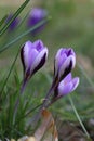 Group of crocusses in spring Royalty Free Stock Photo