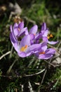Group of crocusses in spring Royalty Free Stock Photo