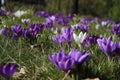 Group of crocusses in spring Royalty Free Stock Photo