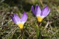 Group of crocusses in spring Royalty Free Stock Photo