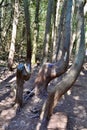 Group of crooked Eastern White Cedar (Thuja occidentalis) trunks along hiking trail at Presqu\'ile