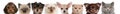 Group of cropped view of Cat and Dog heads Royalty Free Stock Photo