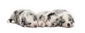 Group of crossbreed puppies sleeping isolated on white Royalty Free Stock Photo