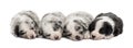 Group of crossbreed puppies sleeping isolated on white Royalty Free Stock Photo