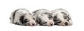 Group of crossbreed puppies sleeping isolated on white Royalty Free Stock Photo