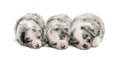 Group of crossbreed puppies sleeping isolated on white Royalty Free Stock Photo
