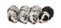 Group of crossbreed puppies sleeping isolated on white Royalty Free Stock Photo