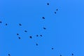 Group of crows flying against a deep blue sky