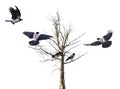 Group of crows near bare tree on white Royalty Free Stock Photo
