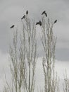 A group of crows are sitting on the highest part of the poplar trees