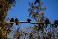 Crows on a thuja tree branch Royalty Free Stock Photo