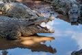 Group of Cuban Crocodiles ( crocodylus rhombifer).