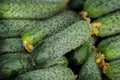 Group of cucumber fruits closeup as background Royalty Free Stock Photo