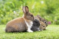 Group of cuddly furry rabbit bunny sitting and lying down sleep together on green grass over natural background. Easter newborn