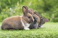 Group of cuddly furry rabbit bunny sitting and lying down sleep together on green grass over natural background. Easter newborn