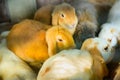 Group of cuddly furry rabbits