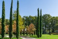 A group of Cupressus sempervirens or Mediterranean cypress planted in new modern city park Krasnodar around Sourwood tree